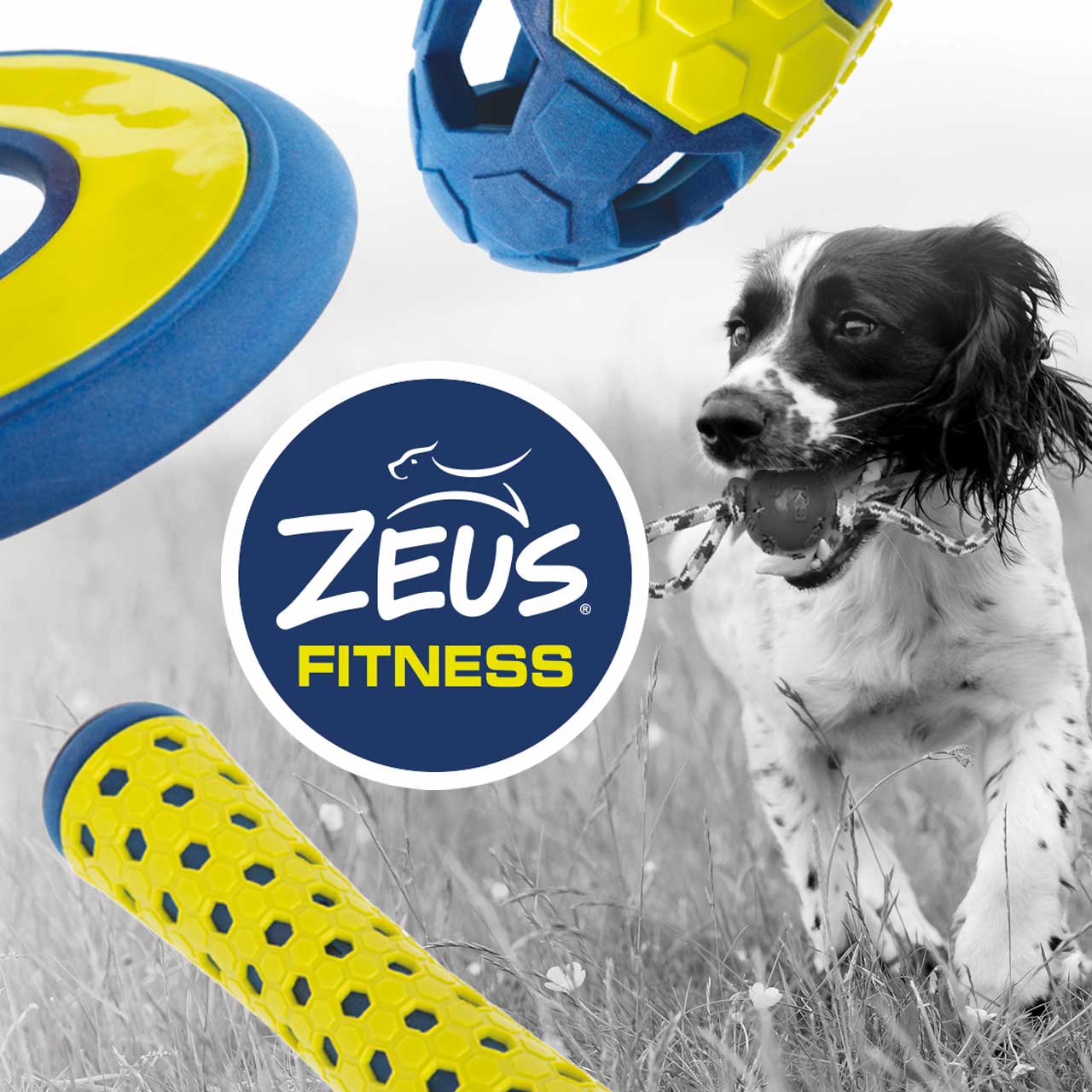 Zeus Fitness